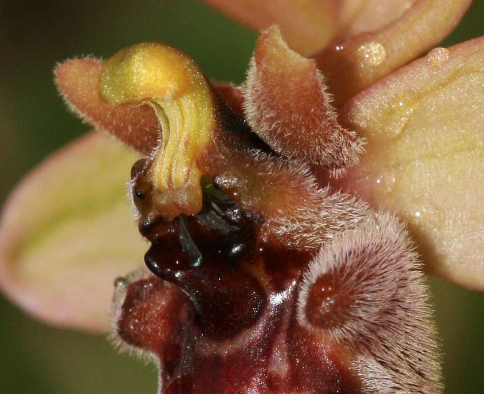 Ophrys sconosciuta dalla sardegna?